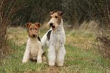 FOX TERRIER 555